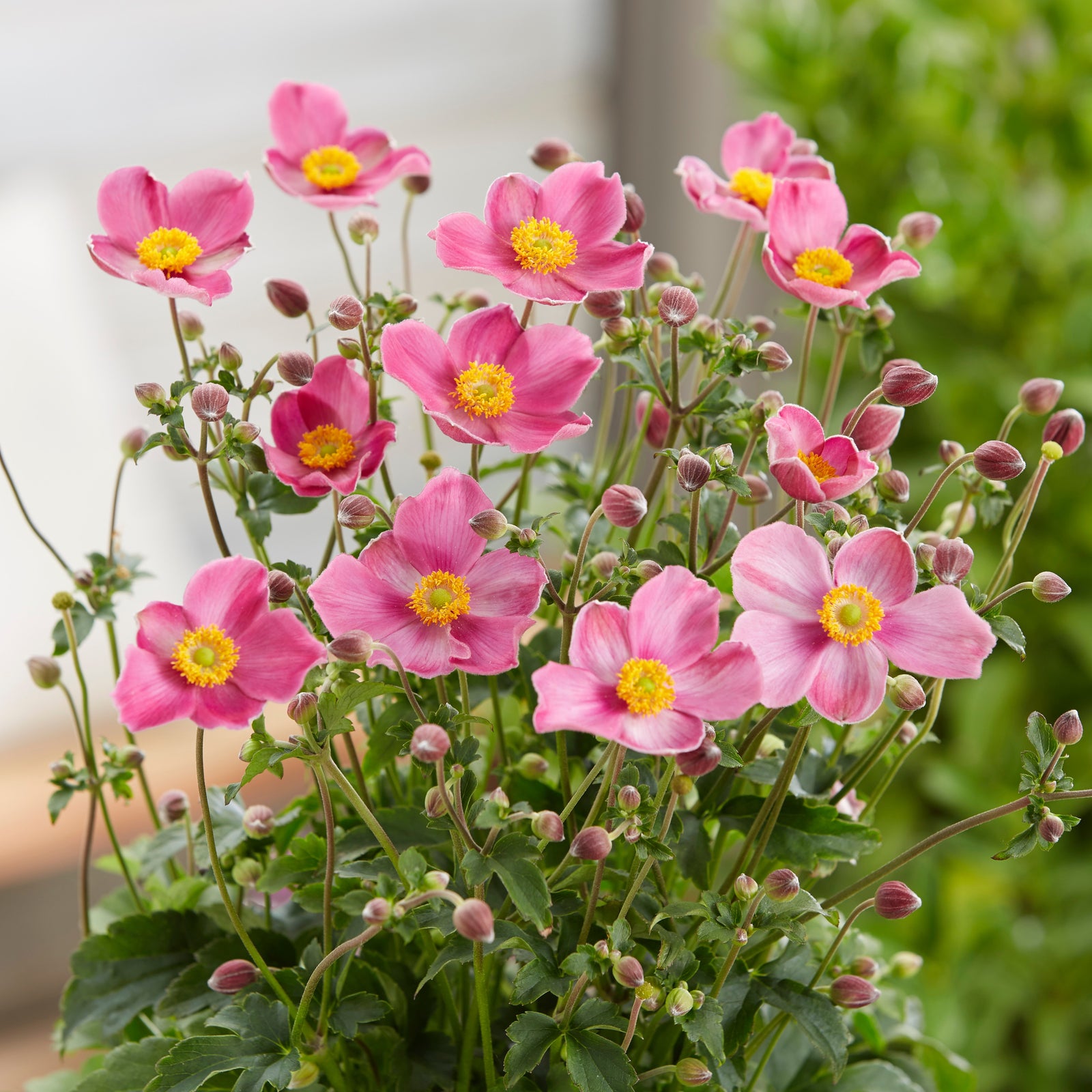 Anemone hupehensis 'Ifanfj' PP31777 ~ Fantasy™ Jasmine Anemone-ServeScape