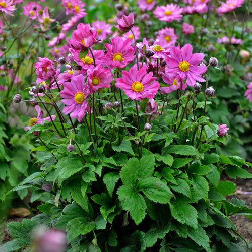 Anemone x hybrida 'Curtain Call Deep Rose' ~ Curtain Call Deep Rose Anemone-ServeScape