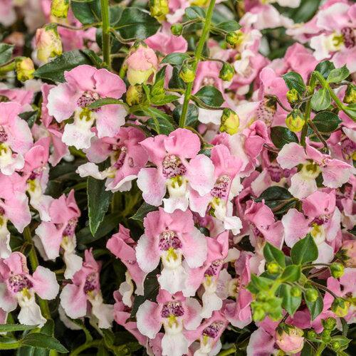 Angelonia hybrid 'ANGAF19278’ ~ PW® Angelface® Wedgewood Pink Summer Snapdragon-ServeScape