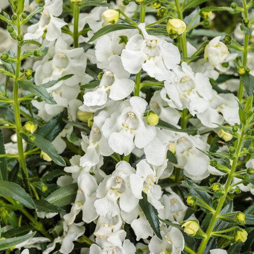 Angelonia hybrid 'ANGAF19202’ ~ PW® Angelface® White Summer Snapdragon-ServeScape