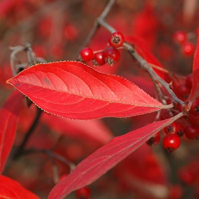 Aronia arbutifolia 'Brilliantissima' ~ Brilliantissima Chokeberry-ServeScape