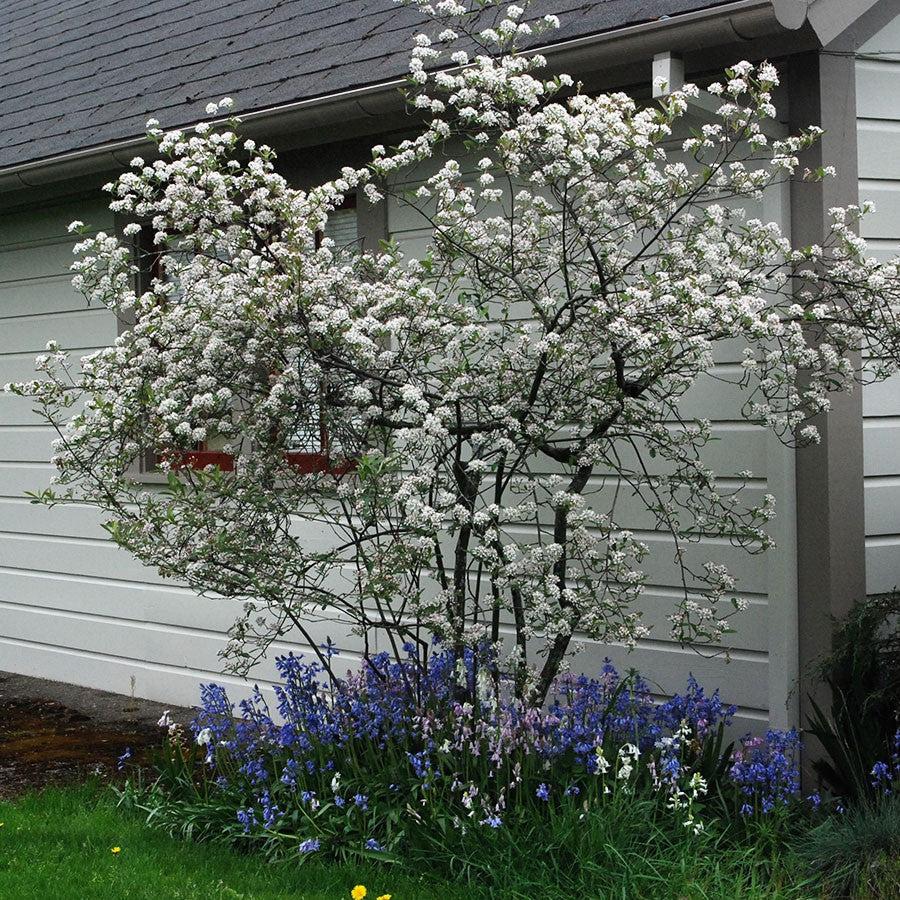 Aronia arbutifolia 'Brilliantissima' ~ Brilliantissima Chokeberry-ServeScape