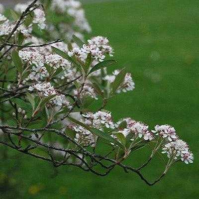 Aronia arbutifolia 'Brilliantissima' ~ Brilliantissima Chokeberry-ServeScape