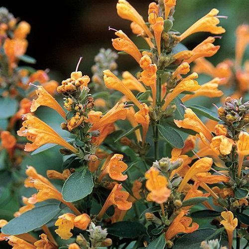 Agastache x hybrida 'Arizona Sandstone' ~ Arizona Sandstone Mint, Hyssop-ServeScape