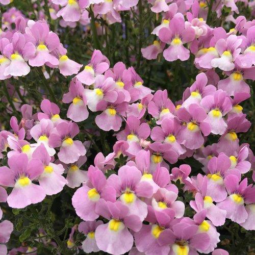 Nemesia fruticans 'INNEMAROPI' ~ PW® Aromance® Pink Nemesia-ServeScape