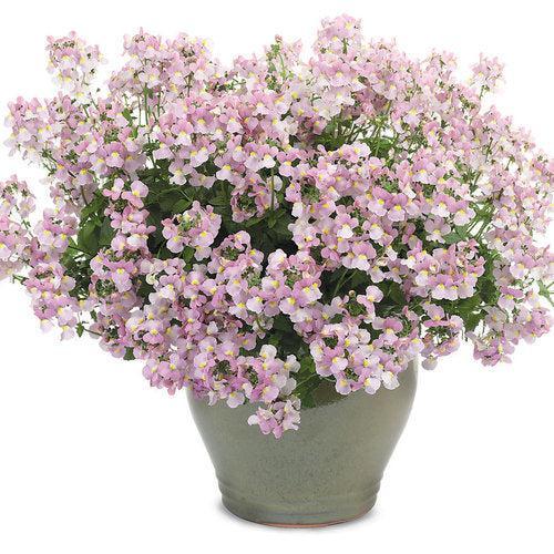 Nemesia fruticans 'INNEMAROPI' ~ PW® Aromance® Pink Nemesia-ServeScape