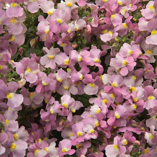 Nemesia fruticans 'INNEMAROPI' ~ PW® Aromance® Pink Nemesia-ServeScape