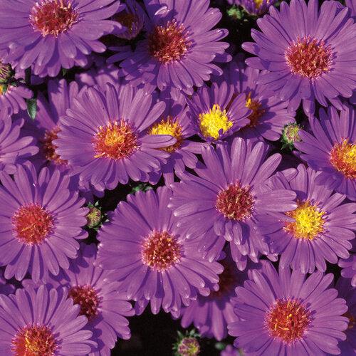 Aster novi-belgii 'Believer Purple' ~ Believer™ Purple Aster-ServeScape