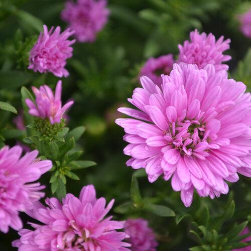 Aster novi-belgii 'Henry III Pink' ~ Henry III™ Pink Aster-ServeScape