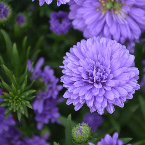 Aster novi-belgii 'Henry III Purple' ~ Henry III™ Purple Aster-ServeScape