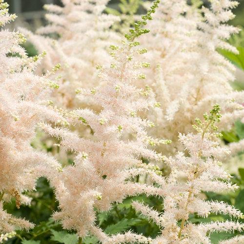 Astilbe chinensis 'Milk and Honey' ~ Milk and Honey Chinese Astilbe-ServeScape