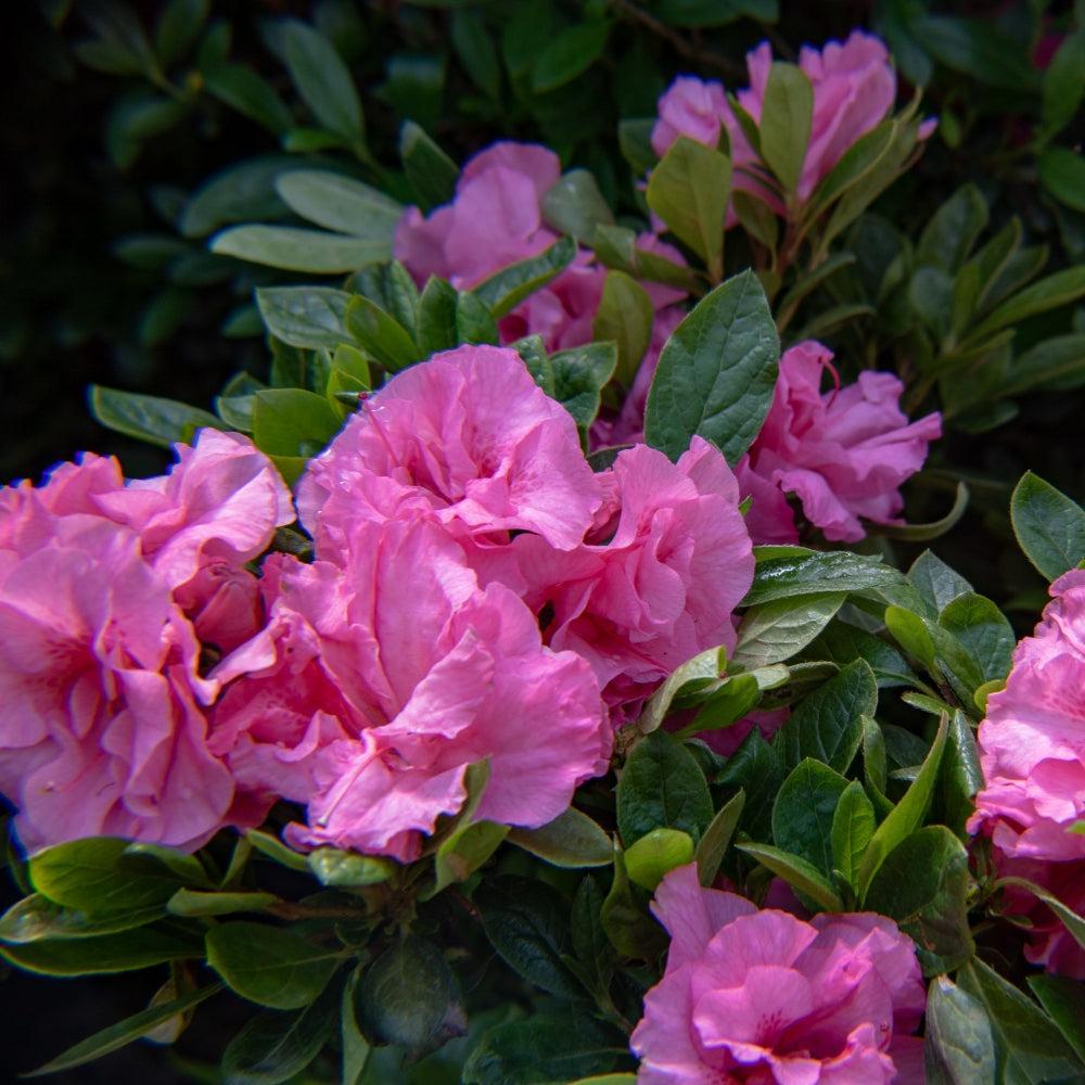 Rhododendron x 'RLH2-3P8-2' ~ Bloomin' Easy® Ever After™ Pink Reblooming Azalea-ServeScape