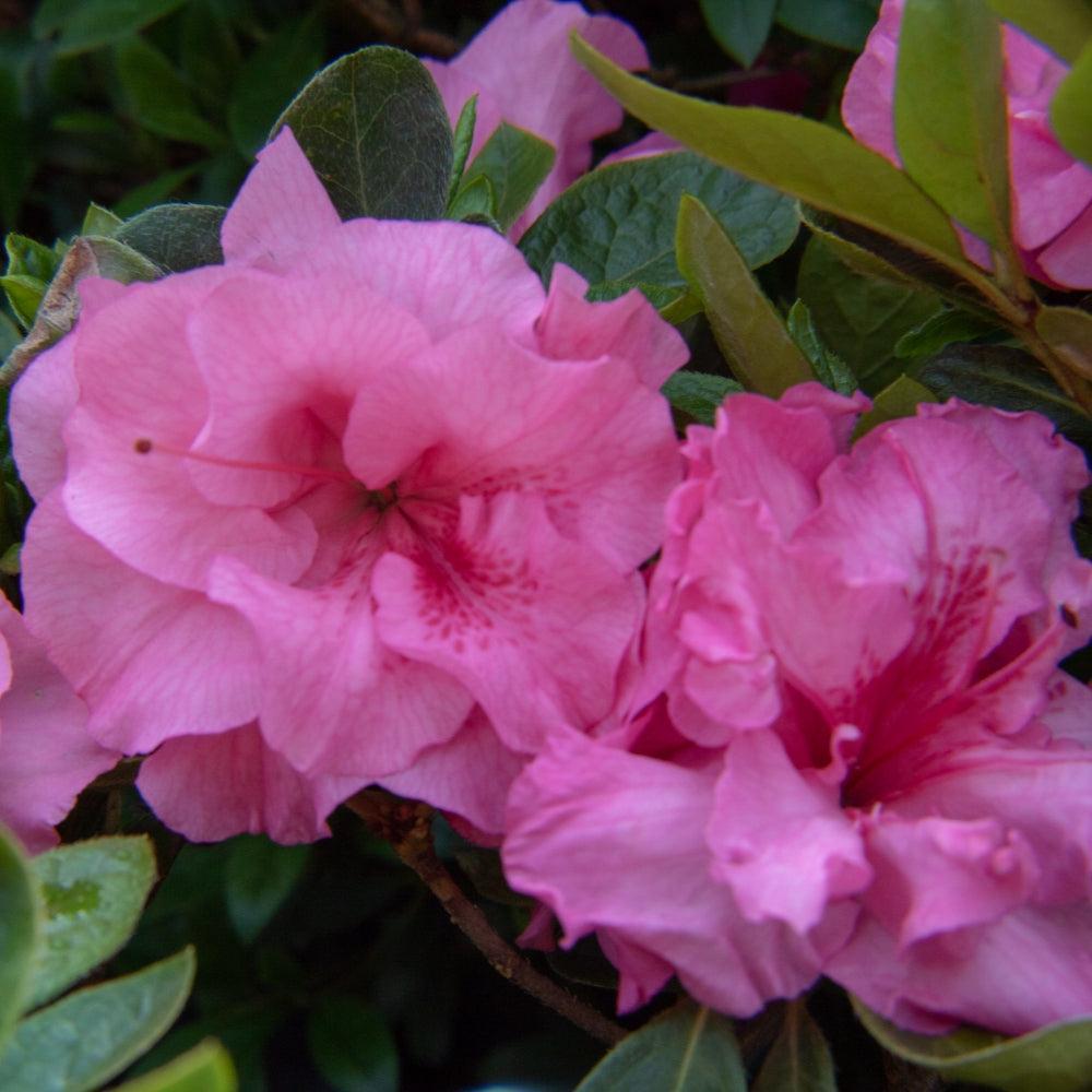 Rhododendron x 'RLH2-3P8-2' ~ Bloomin' Easy® Ever After™ Pink Reblooming Azalea-ServeScape