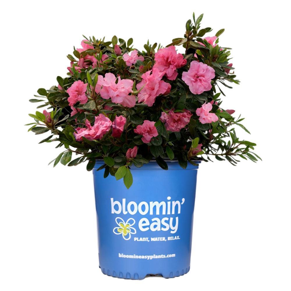 Rhododendron x 'RLH2-3P8-2' ~ Bloomin' Easy® Ever After™ Pink Reblooming Azalea-ServeScape