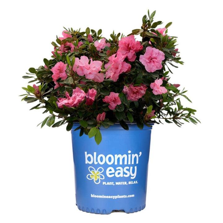 Rhododendron x 'RLH2-3P8-2' ~ Bloomin' Easy® Ever After™ Pink Reblooming Azalea-ServeScape