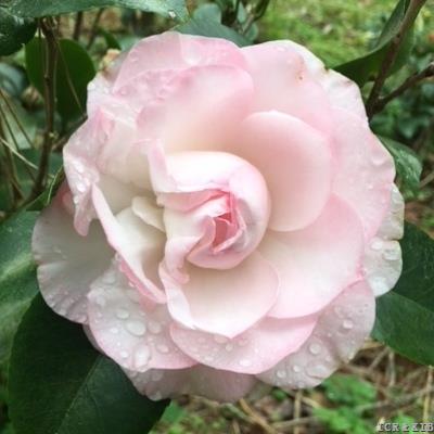 Camellia japonica 'Elizabeth Ann' ~ Elizabeth Ann Camellia-ServeScape