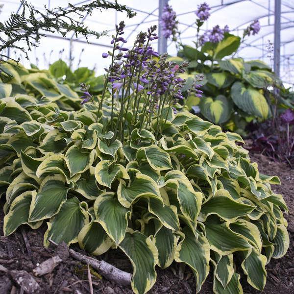 Hosta 'Wrinkle in Time' PP29456 ~ Wrinkle in Time Hosta-ServeScape