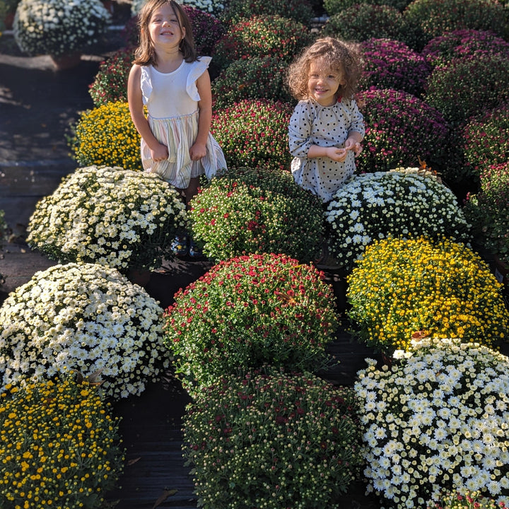 Chrysanthemum ~ Fall Mum, Assorted-ServeScape