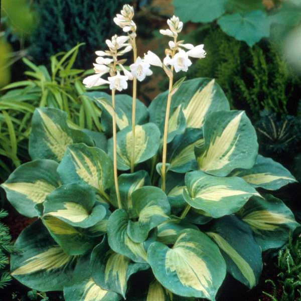 Hosta 'Thunderbolt' PP14232 ~ Thunderbolt Hosta-ServeScape