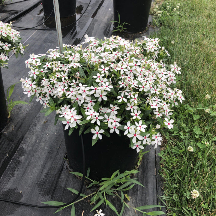 Catharanthus hybrid 'SUNCATFE 23' ~ Monrovia® Soiree Kawaii® White Peppermint Vinca-ServeScape