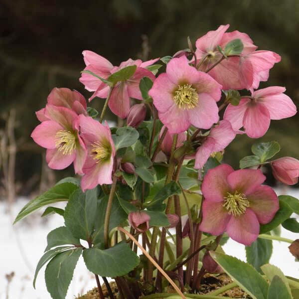 Helleborus 'Rosemary' ('Walhero' PP19439) ~ Rosemary Lenten Rose-ServeScape