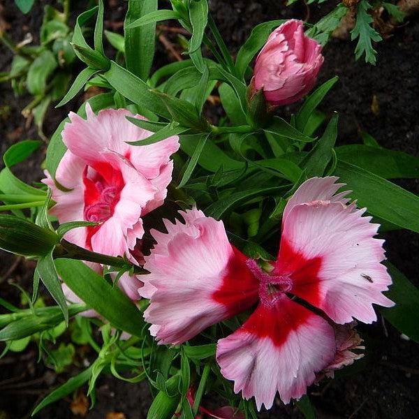 Dianthus 'Angel of Hope' ~ Monrovia® Scent from Heaven™ Angel of Hope Dianthus-ServeScape