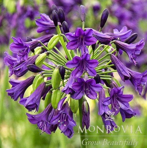 Agapanthus inapertus 'HinGrkop' ~ Monrovia® Purple Potion® Agapanthus-ServeScape