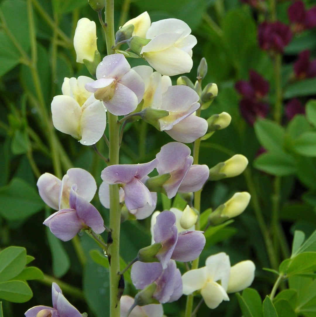 Baptisia 'Lunar Eclipse' ~ Prairieblues™ Lunar Eclipse Baptisia, False Indigo-ServeScape