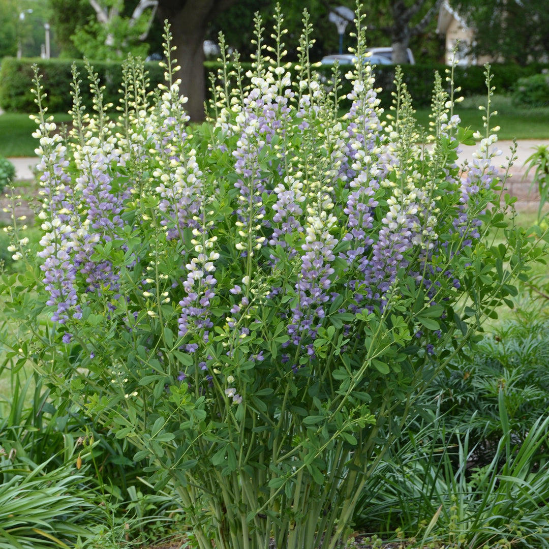 Baptisia 'Lunar Eclipse' ~ Prairieblues™ Lunar Eclipse Baptisia, False Indigo-ServeScape