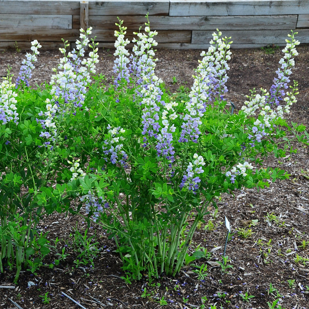 Baptisia 'Lunar Eclipse' ~ Prairieblues™ Lunar Eclipse Baptisia, False Indigo-ServeScape