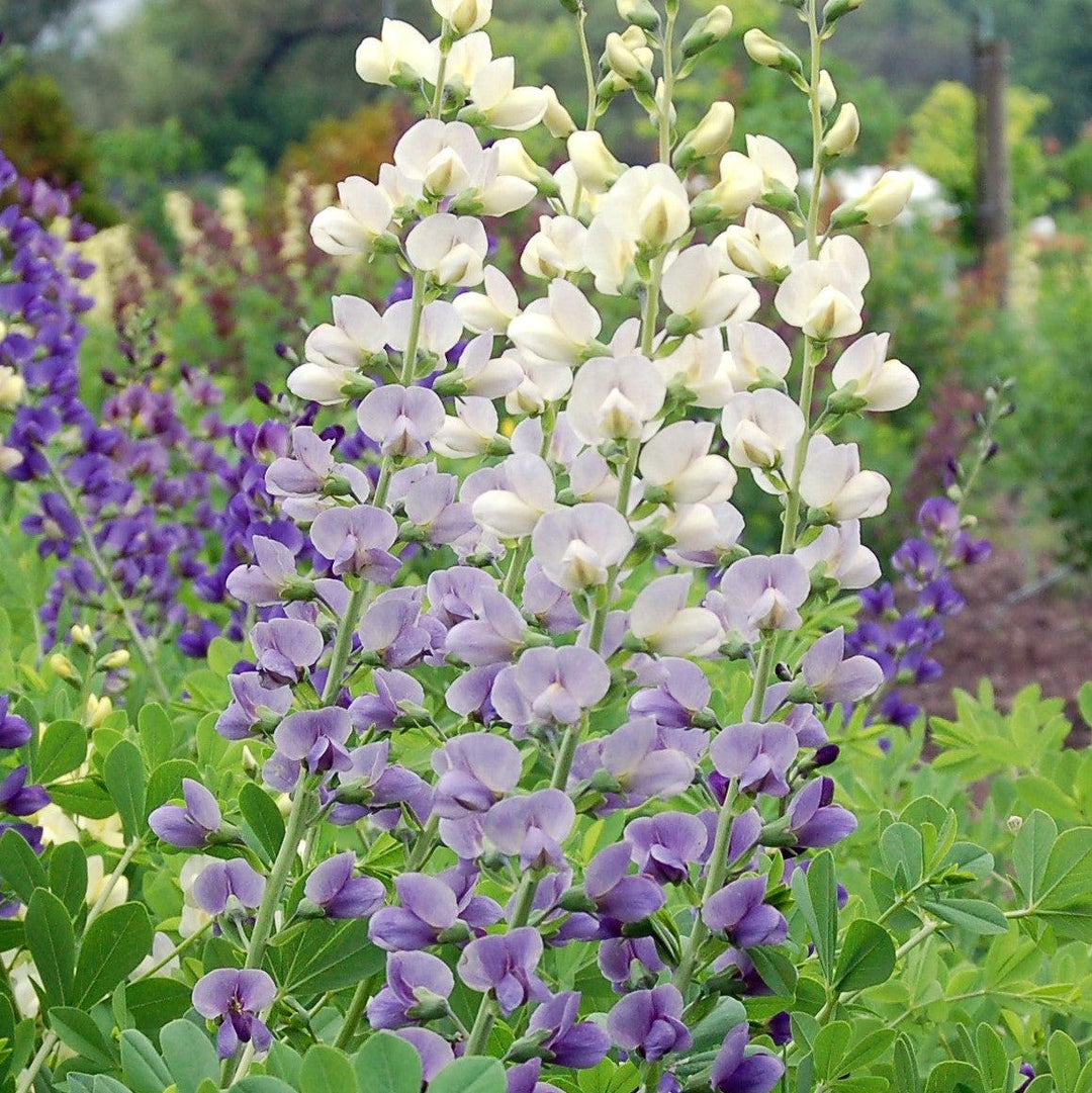 Baptisia 'Lunar Eclipse' ~ Prairieblues™ Lunar Eclipse Baptisia, False Indigo-ServeScape