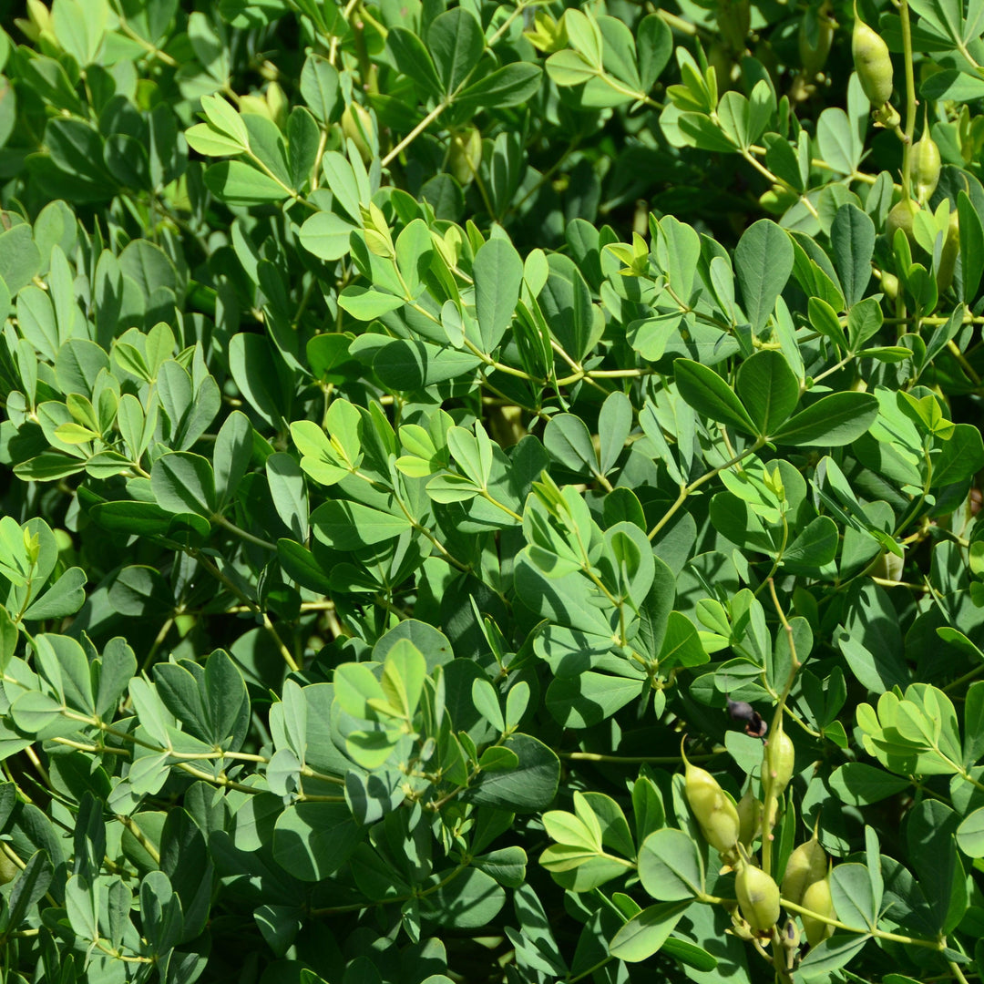 Baptisia 'Lunar Eclipse' ~ Prairieblues™ Lunar Eclipse Baptisia, False Indigo-ServeScape