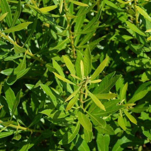 Myrica cerifera 'JBG 1000' ~ Bayside Bonito® Wax Myrtle-ServeScape