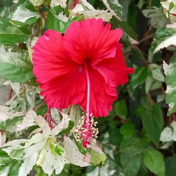 Hibiscus rosa-sinensis 'Snow Queen' ~ Snow Queen Hibiscus-ServeScape