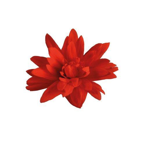 Begonia x hybrida 'Funky Red' ~Funky® Red Begonia-ServeScape