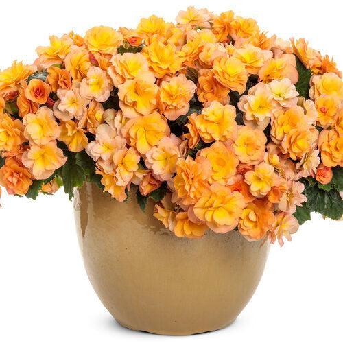 Begonia x hiemalis 'Solenia Apricot' ~ Solenia® Apricot Rieger Begonia-ServeScape