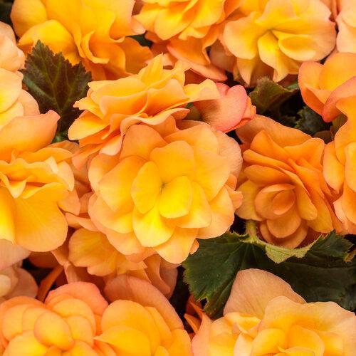 Begonia x hiemalis 'Solenia Apricot' ~ Solenia® Apricot Rieger Begonia-ServeScape