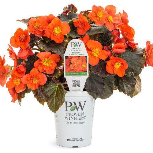 Begonia x hiemalis 'Solenia Chocolate Orange' ~ Solenia® Chocolate Orange Rieger Begonia-ServeScape