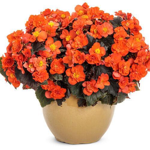 Begonia x hiemalis 'Solenia Chocolate Orange' ~ Solenia® Chocolate Orange Rieger Begonia-ServeScape