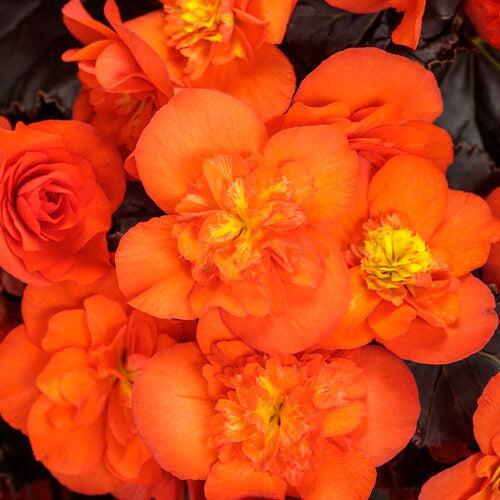 Begonia x hiemalis 'Solenia Chocolate Orange' ~ Solenia® Chocolate Orange Rieger Begonia-ServeScape
