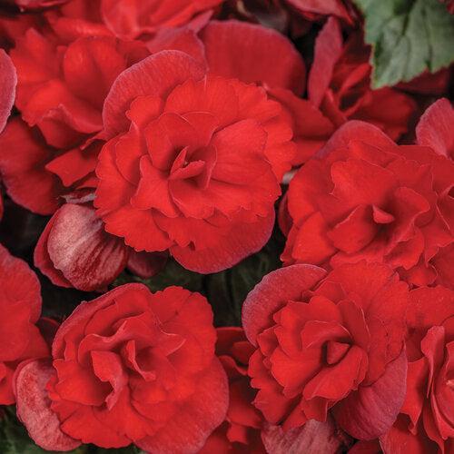 Begonia x hiemalis 'Solenia Scarlet' ~ Solenia® Scarlet Rieger Begonia-ServeScape