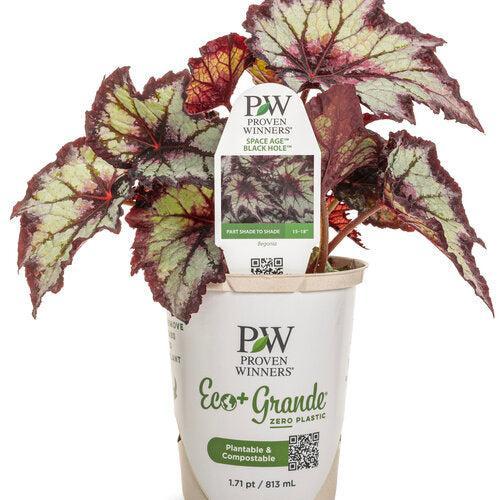 Begonia 'BBENO33-0' ~ PW® Space Age® Black Hole™ Rex Begonia-ServeScape