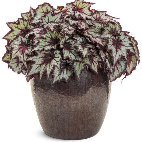 Begonia 'BBENO33-0' ~ PW® Space Age® Black Hole™ Rex Begonia-ServeScape