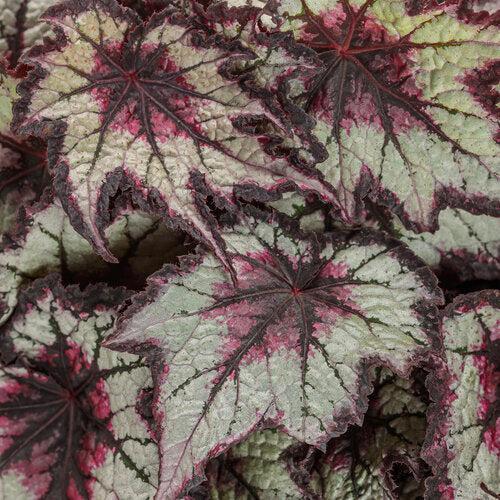 Begonia 'BBENO33-0' ~ PW® Space Age® Black Hole™ Rex Begonia-ServeScape