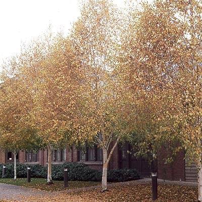 Betula jacquemontii ~ Himalayan Birch-ServeScape