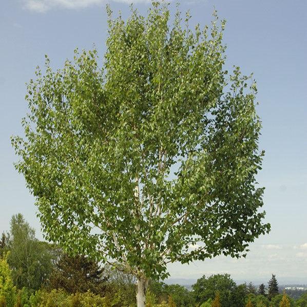 Betula jacquemontii ~ Himalayan Birch-ServeScape