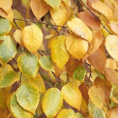 Betula jacquemontii ~ Himalayan Birch-ServeScape