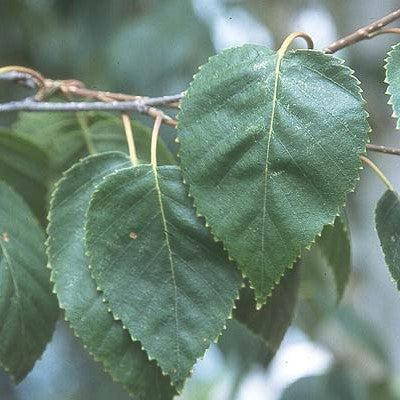 Betula jacquemontii ~ Himalayan Birch-ServeScape