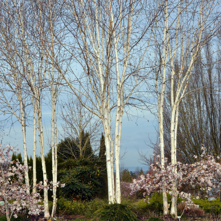 Betula jacquemontii ~ Himalayan Birch-ServeScape