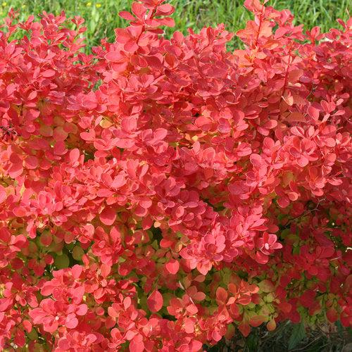 Berberis thunbergii 'NCBT2' ~ PW® Sunjoy Neo® Barberry-ServeScape